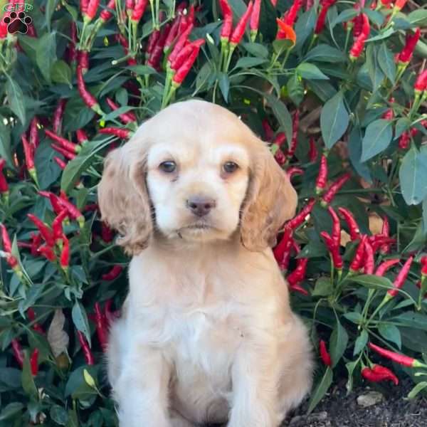 Audrey, Cocker Spaniel Puppy